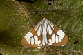 White Tiger Moth Nyctemera coleta 