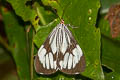 White Tiger Moth Nyctemera coleta 