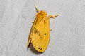 Nygmia sp. 