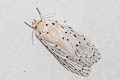 Odites albidella