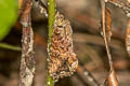 Odontodes sp.