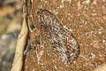 Odontodes sp.