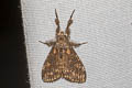 Olene inclusa