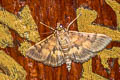 Bean Leafroller Omiodes diemenalis 