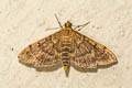 Bean-leaf Webworm Moth Omiodes indicata 