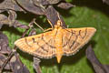 Bean-leaf Webworm Moth Omiodes indicata 