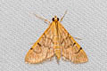 Bean-leaf Webworm Moth Omiodes indicata 