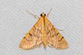 Bean-leaf Webworm Moth Omiodes indicata 