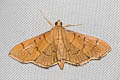 Bean-leaf Webworm Moth Omiodes indicata 