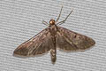 Omiodes noctescens