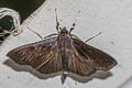 Omiodes noctescens