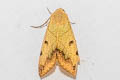 Green Drab Ophiusa tirhaca