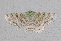 Ophthalmitis herbidaria
