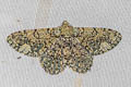 Ophthalmitis xanthypochlora