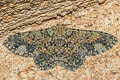 Ophthalmitis xanthypochlora