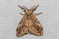 Cocoa Tussock Moth Orgyia postica