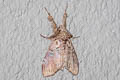 Orgyia sp.