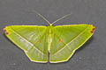 Ornithospila esmeralda