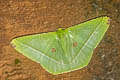 Ornithospila esmeralda