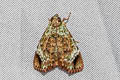 Orthaga subbasalis