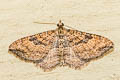 Gem Moth Orthonama obstipata