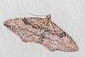 Gem Moth Orthonama obstipata