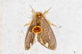 Orvasca bicolor