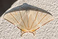 Clara's Swallowtailed Moth Ourapteryx clara