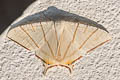 Clara's Swallowtailed Moth Ourapteryx clara