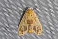 Oxacme umbrodorsum