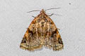 Ozarba brunnea