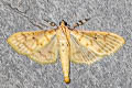 Pachynoa cf. nigrilinealis