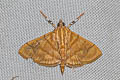 Pagyda calida