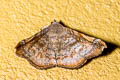 Pangrapta sp.