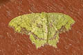Paramaxates posterecta