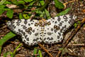 Parapercnia sp.