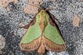 Blue-striped Nettle Grub Moth Parasa lepida