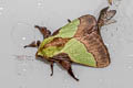 Blue-striped Nettle Grub Moth Parasa lepida