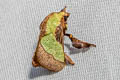 Blue-striped Nettle Grub Moth Parasa lepida