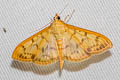 Patania balteata