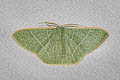 Pelagodes antiquadraria