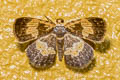 Peratophyga flavomaculata