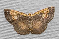 Peratophyga venetia