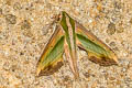 Green Pergesa Hawkmoth Pergesa acteus