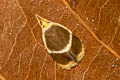 Periacma chlorodesma