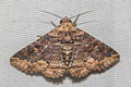 Poinciana Looper Pericyma cruegeri