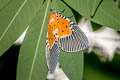 Broad-winged Tiger Moth Peridrome orbicularis