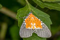 Broad-winged Tiger Moth Peridrome orbicularis