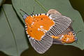 Broad-winged Tiger Moth Peridrome orbicularis