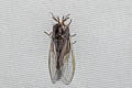 Banyan Tussock Moth Perina nuda